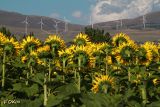 059 girasoli curiosi.JPG